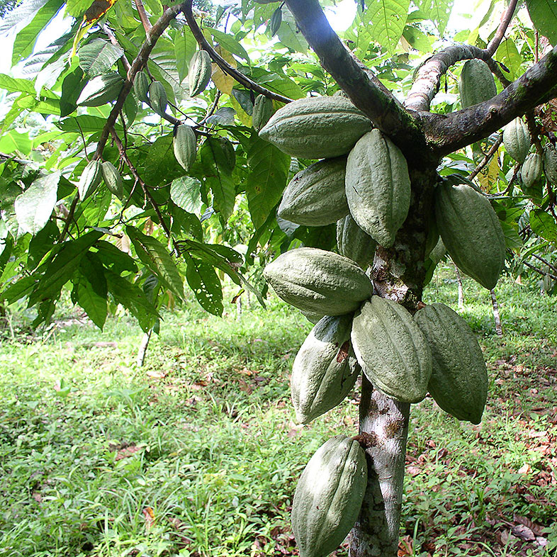 Kakaobaum, Schokoladenmanufaktur Zotter, Schokoladenfabrik, nachhaltige und Faire Produktion